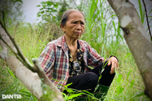 Hàng trăm héc ta cây đặc sản chết khô, dân bất lực chặt bỏ làm củi