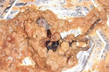 Nôn suốt 12 tiếng khi phát hiện xác chuột chết bên trong khay gà nướng