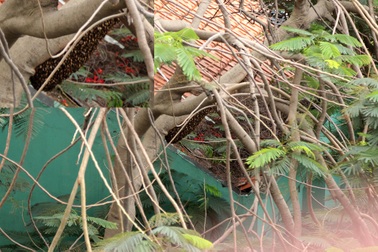 Chung cư náo loạn vì đàn ong bị phá vỡ tổ giữa đêm