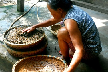 Đậm đà con hến Cẩm Nam – Hội An