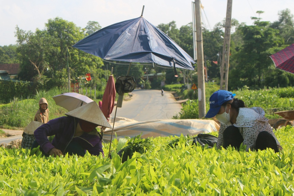 Mở vườn ươm cây giống, mỗi năm thu 200 triệu đồng - 2 Mở vườn ươm cây giống, mỗi năm thu 200 triệu đồng - 2