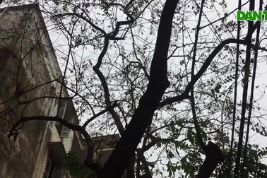 Cả khu dân cư Hà Nội cứu 3 cây sưa quý nghi bị "bỏ độc"