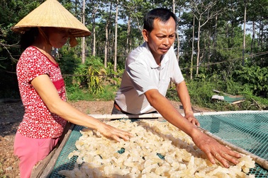 Hai vợ chồng “chân đất” thu tiền triệu mỗi ngày từ “cây lạ”