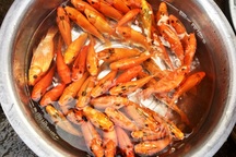 TP.HCM: Dân buôn “hét giá” cá chép trong ngày đưa ông Táo chầu trời