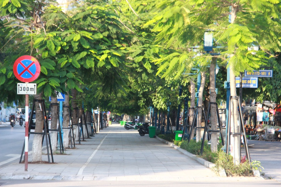 Hàng phượng vĩ xanh được “bảo lãnh” bởi khung thép ở Bãi Cháy - Hạ Long - 4 Hàng phượng vĩ xanh được “bảo lãnh” bởi khung thép ở Bãi Cháy - Hạ Long - 4