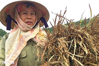 Nông dân đổ mồ hôi gieo trồng, chảy nước mắt khi thu hoạch