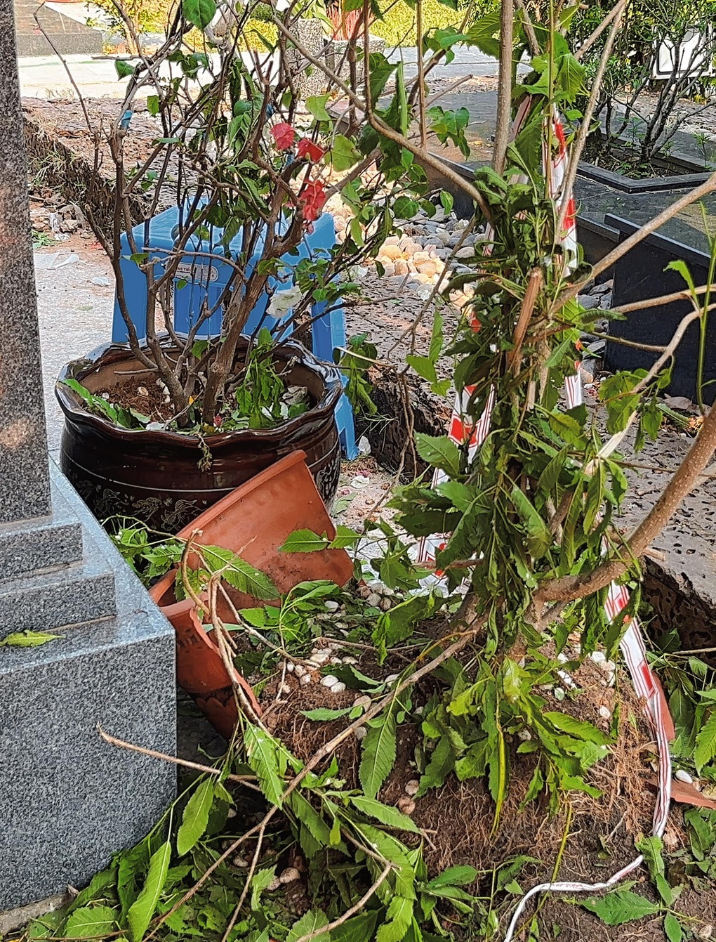 Vụ mộ của Thanh Kim Huệ bị giẫm đạp, NSND Thanh Điền: Tôi đã tự sửa chữa - 3 Vụ mộ của Thanh Kim Huệ bị giẫm đạp, NSND Thanh Điền: Tôi đã tự sửa chữa - 3