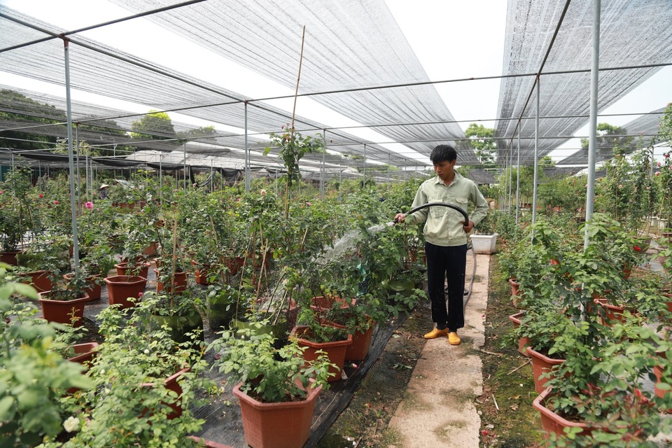 Về thủ phủ trồng hoa gần Hà Nội, người dân lái xe sang đi thăm vườn - 9 Về thủ phủ trồng hoa gần Hà Nội, người dân lái xe sang đi thăm vườn - 9