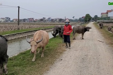 Chia sẻ của những người làm nghề vỗ béo trâu