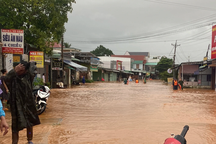 Mưa lớn kéo dài khiến 35ha lúa ở Bình Phước chìm sâu trong nước