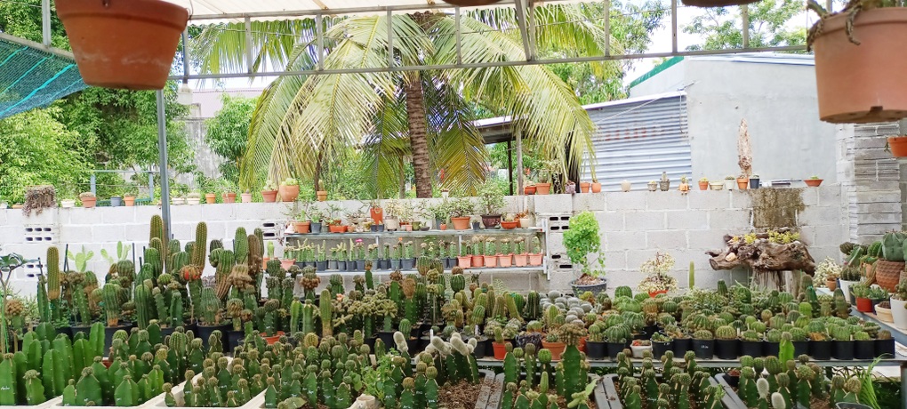 Khu vườn 3.000 gốc xương rồng độc lạ của ông bố ở Khánh Hòa - 2 Khu vườn 3.000 gốc xương rồng độc lạ của ông bố ở Khánh Hòa - 2