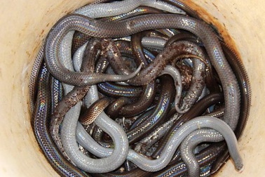 "Khóc thét" với lẩu rắn hổ hành – đặc sản chỉ có ở miền Tây sông nước