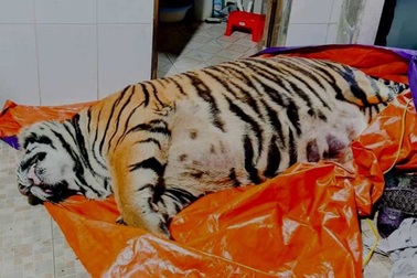 Hổ nặng 250kg nằm bất động: Chủ nhà khai mua để nấu cao