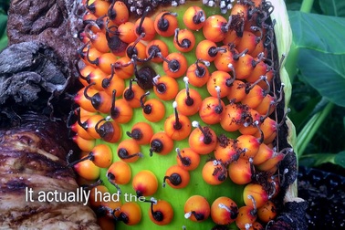 Hình ảnh hiếm về quả của hoa xác thối