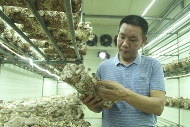 Bỏ ngang đại học đi trồng nấm, "đại gia nông dân" thu gần 40 tỷ đồng/năm