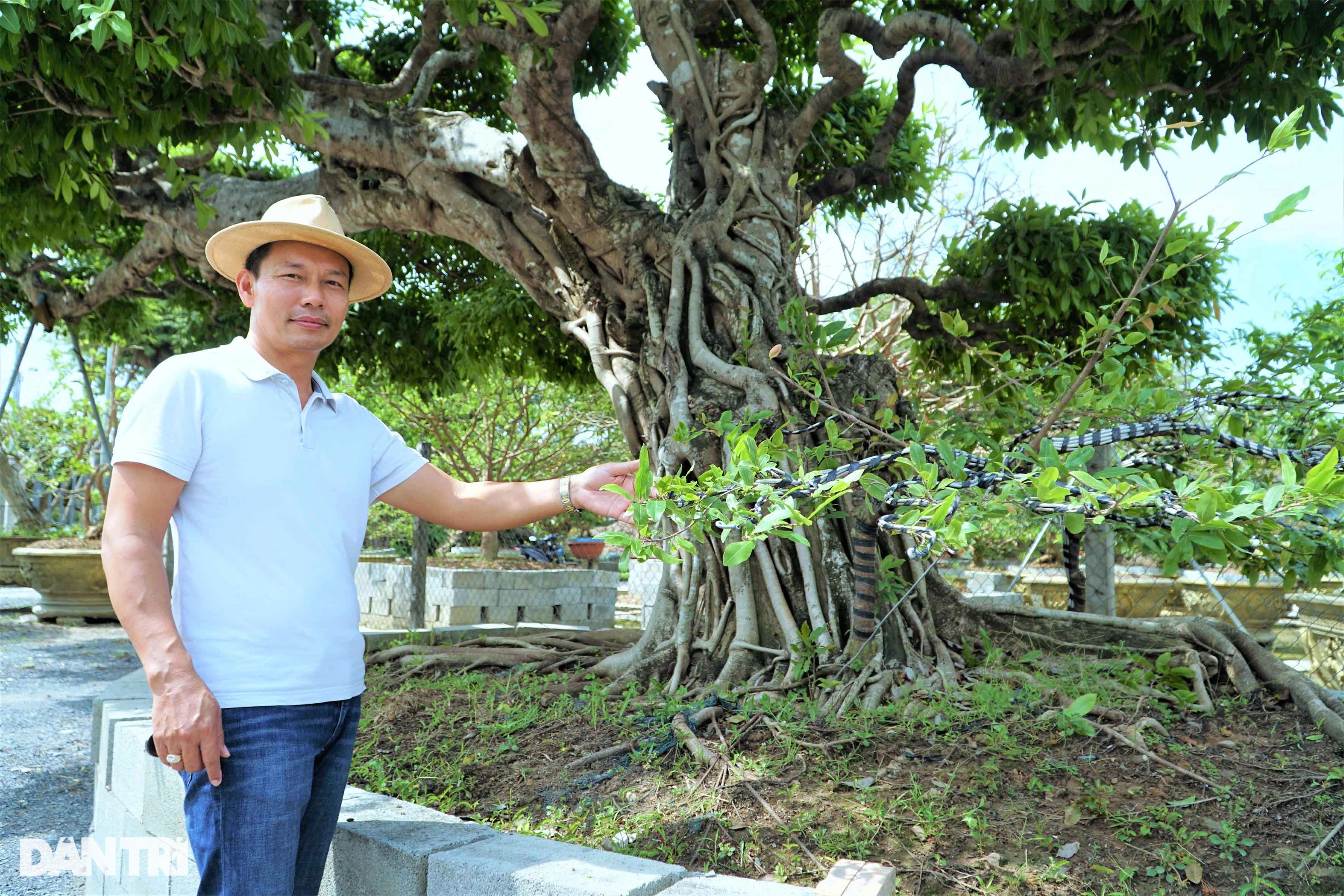 Chiêm ngưỡng cây sộp dáng rồng, lập kỷ lục châu Á. - 2