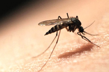 Nữ “sát thủ” diệt muỗi