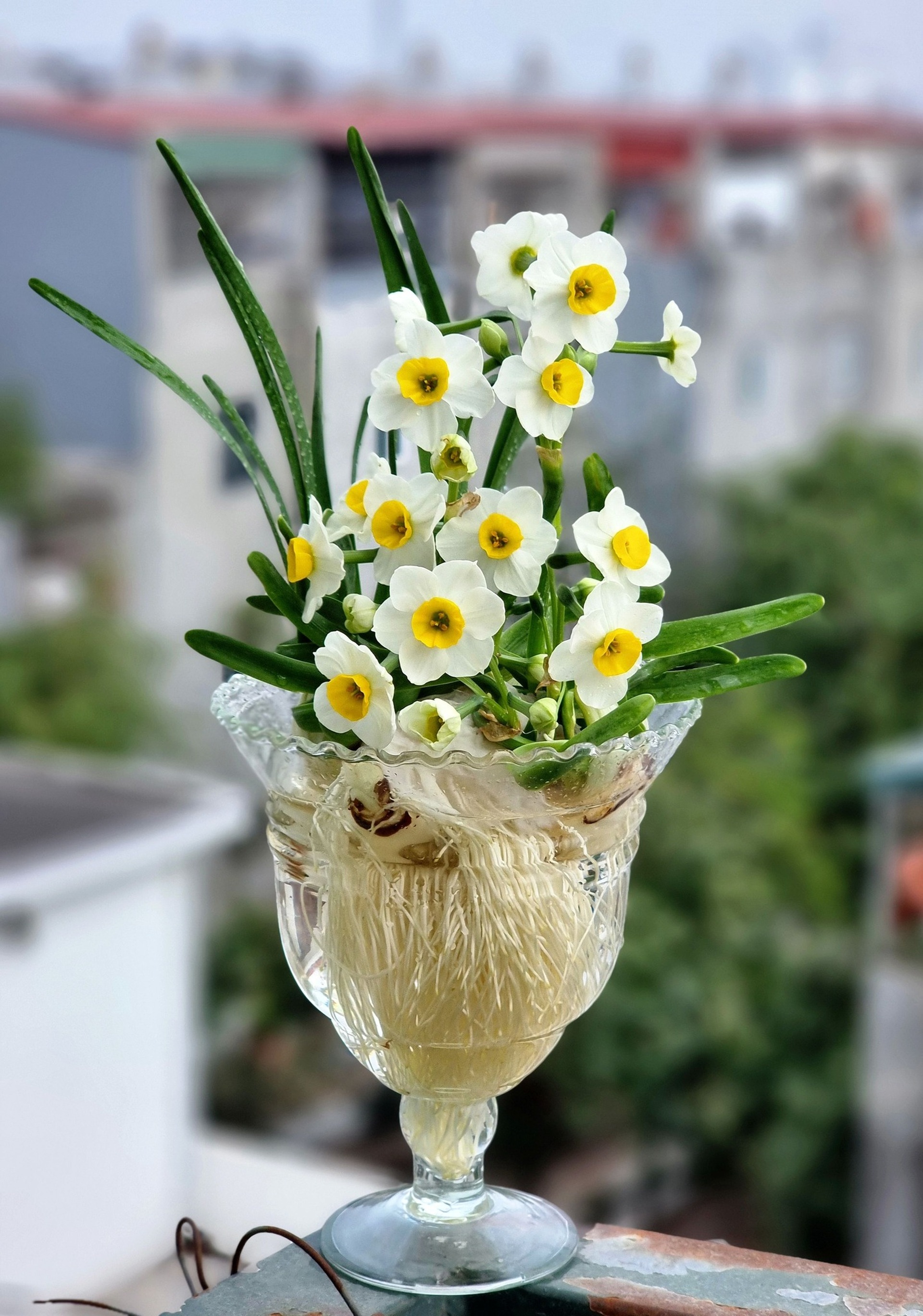 Kỳ công thú chơi hoa nhà giàu, canh thời gian nở đúng đêm giao thừa - 12 Kỳ công thú chơi hoa nhà giàu, canh thời gian nở đúng đêm giao thừa - 12