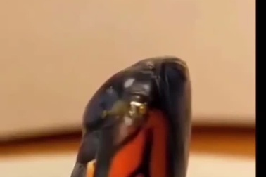 Cận cảnh quá trình biến hóa từ sâu sang bướm