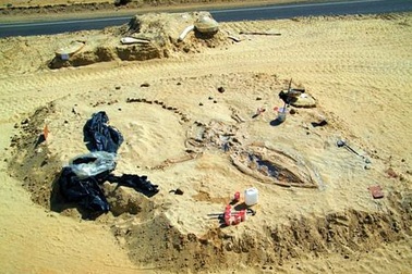Phát hiện nghĩa địa cá voi thời tiền sử bí ẩn trên sa mạc Chile