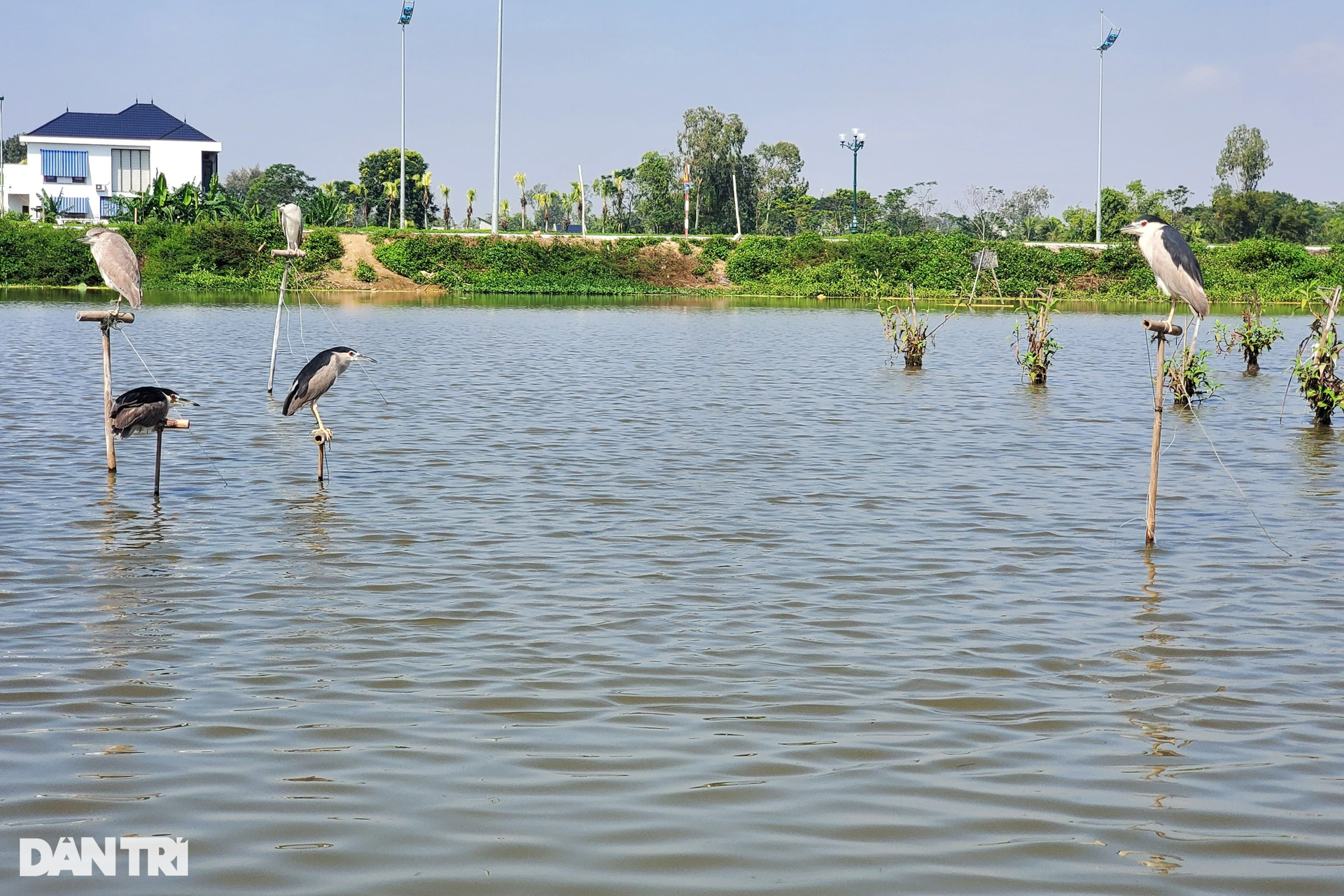 Ám ảnh chim trời bị trói chân, đứng làm mồi nhử đồng loại giữa cánh đồng - 7 Ám ảnh chim trời bị trói chân, đứng làm mồi nhử đồng loại giữa cánh đồng - 7