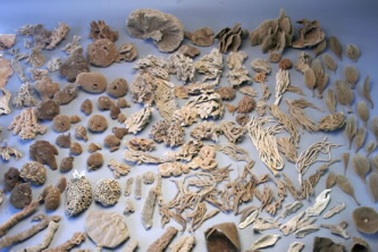 10 bộ sưu tập không “đụng hàng” 