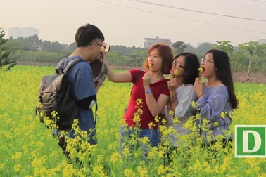 Cánh đồng hoa cải "đẹp như mơ" thu hút giới trẻ Hà thành