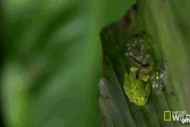 Chiêm ngưỡng kỹ năng võ thuật tuyệt đỉnh của loài “ếch Ninja”