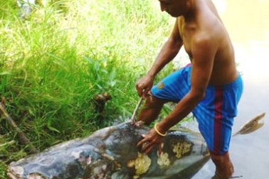 Con cá tra dầu “khủng” đã chết