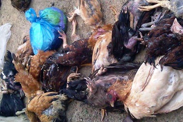 Dân nghèo lao đao vì... được hỗ trợ gia cầm