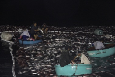 Ngư dân kể chuyện bắt mẻ cá "khủng" 150 tấn