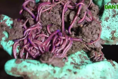 Cho lợn nghe nhạc, nuôi giun làm thực phẩm người phụ nữ kiếm tiền