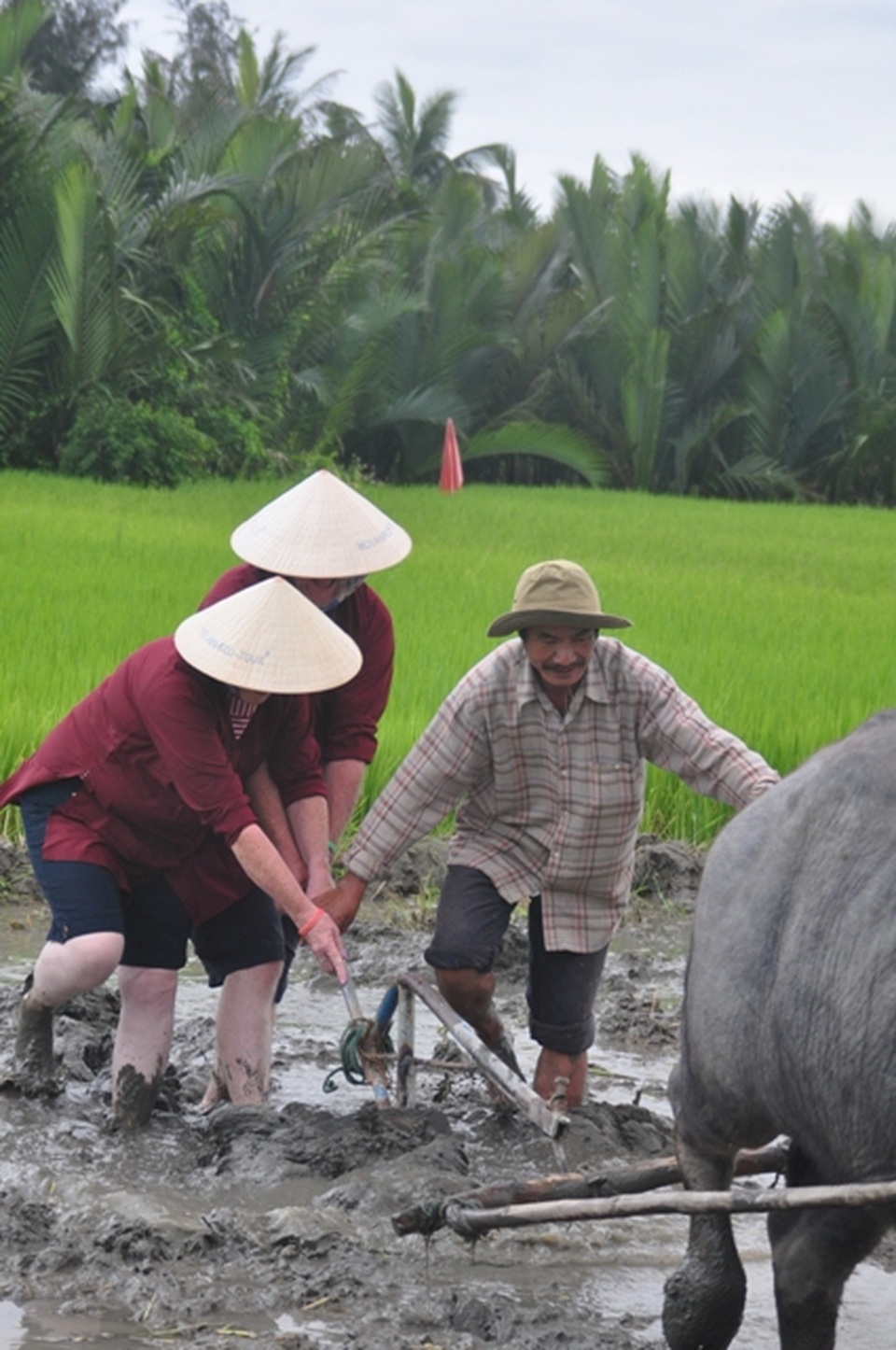 Đến trâu cũng thất nghiệp do dịch... Covid-19 - 1 Đến trâu cũng thất nghiệp do dịch... Covid-19 - 1