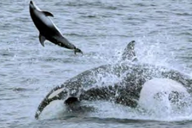 Cá voi sát thủ và kỹ năng săn mồi tàn bạo để kiếm ăn ở biển khơi