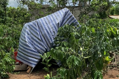 Khu cách ly "độc lạ" giữa vườn cà phê của hai chị em ở Tây Nguyên