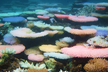 Vì sao một số rạn san hô đổi nhiều màu khi bị “căng thẳng”?