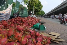 Thanh long 10 ngàn/kg đổ đống ngập vỉa hè Hà Nội
