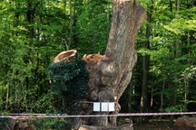 Tự ý chặt cây 500 năm tuổi không xin phép, nhà hàng đối mặt khoản phạt nặng