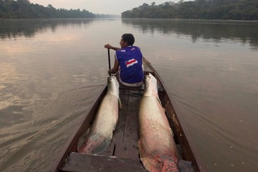 Những bức ảnh cho thấy con người đã phá hủy rừng Amazon như thế nào?