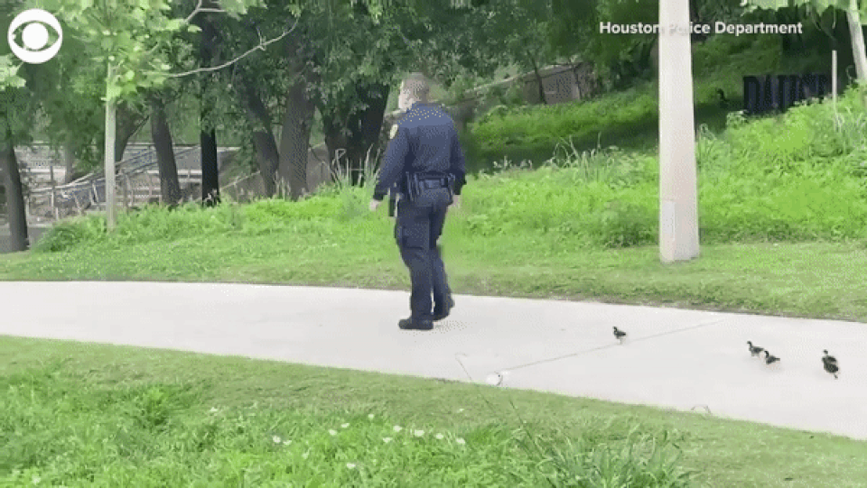 Video cảnh sát dẫn đàn vịt nhỏ đi tìm mẹ thu hút hàng triệu lượt xem - 2