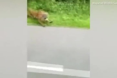 Hổ rượt theo xe máy của nhân viên kiểm lâm