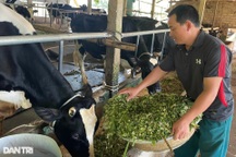 Đầu tư cả gia tài vào nuôi bò sữa, nông dân bất ngờ thu lãi lớn