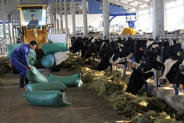 Mộc Châu: Đẩy mạnh sản xuất sữa sạch