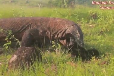Kinh hoàng cảnh rồng Komodo ăn tươi nuốt sống dê núi trong tích tắc