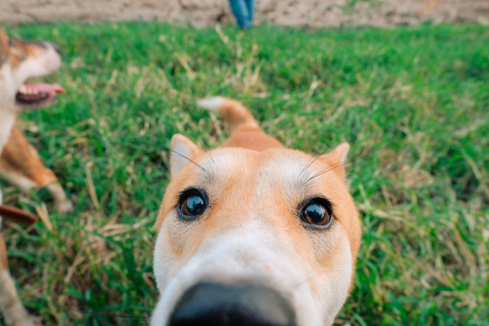 “Tứ đại Quốc khuyển” Việt Nam, muốn mua cũng phải chờ cả năm - 8