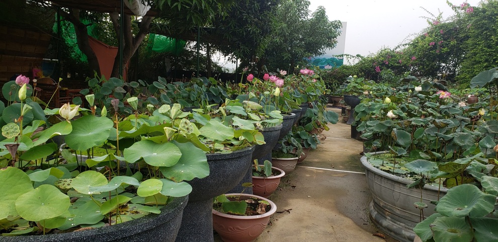Thạc sĩ bỏ phố về làng khởi nghiệp, ước mơ đưa hoa sen vươn ra thế giới - 3