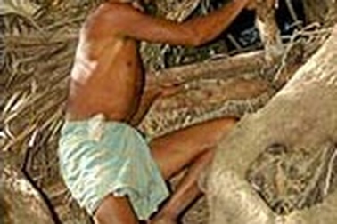 Cãi nhau với vợ, chuyển lên… cây sống 