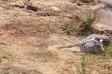 Những giây cuối đời bi thảm của ngựa vằn trước khi trở thành mồi cho cá sấu