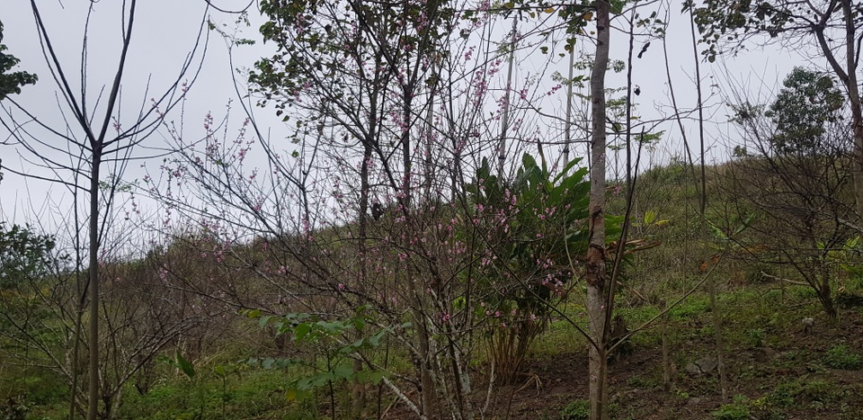 Độc đáo đào ghép mận cho ra hoa rất đẹp ở miền Tây xứ Nghệ - 6 Độc đáo đào ghép mận cho ra hoa rất đẹp ở miền Tây xứ Nghệ - 6