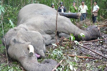 Đề nghị đưa cặp ngà voi Beckham vào làm tiêu bản